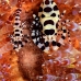 shrimp_coleman_bhr_tam_v_0591_bal6548.jpg